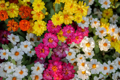 High angle view of pink flowering plants