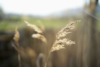 Close-up of stalks in field
