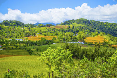 Scenic view of trees on field against sky