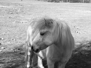 Horse standing in a field