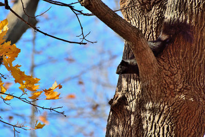 Low angle view of squirrel on tree trunk