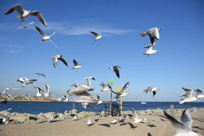 Flock of seagulls on blue sky