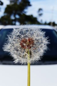 Close-up of dandelion