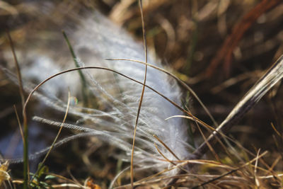 Close-up of grass