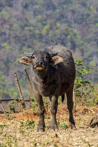 Portrait of elephant in the forest