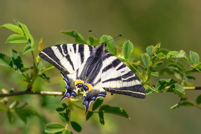 Close-up of butterfly pollinating on flower