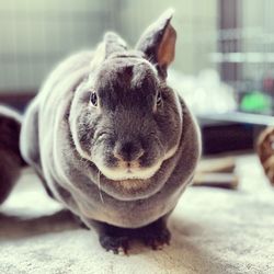 Close-up portrait of rabbit at home