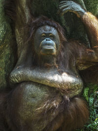 Portrait of chimpanzee