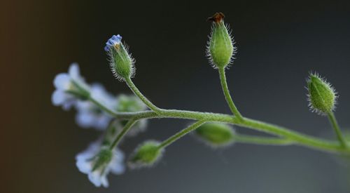 Close-up of flower buds growing outdoors