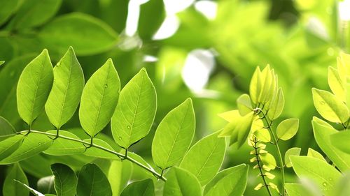 Close-up of fresh green leaves