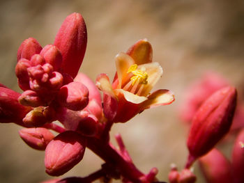 Close-up of pink flowering plant