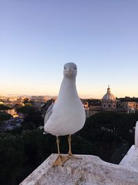 Seagull perching on retaining wall against sky