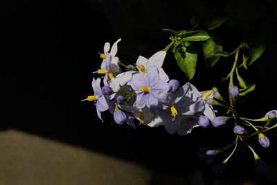 Close-up of purple flowers on black background