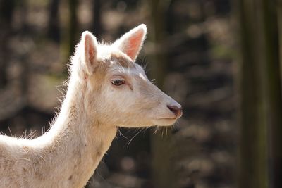 Close-up of a white deer