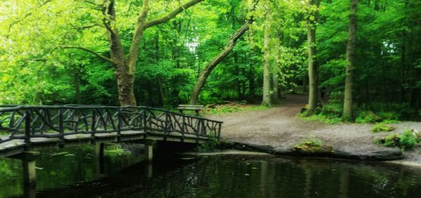 River passing through a forest