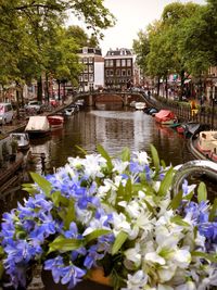 Canal amidst flowering plants in city