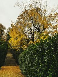 Yellow trees against sky