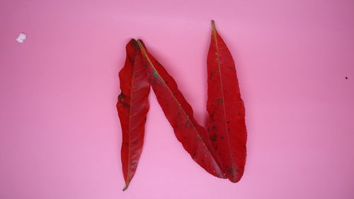 High angle view of leaves against white background