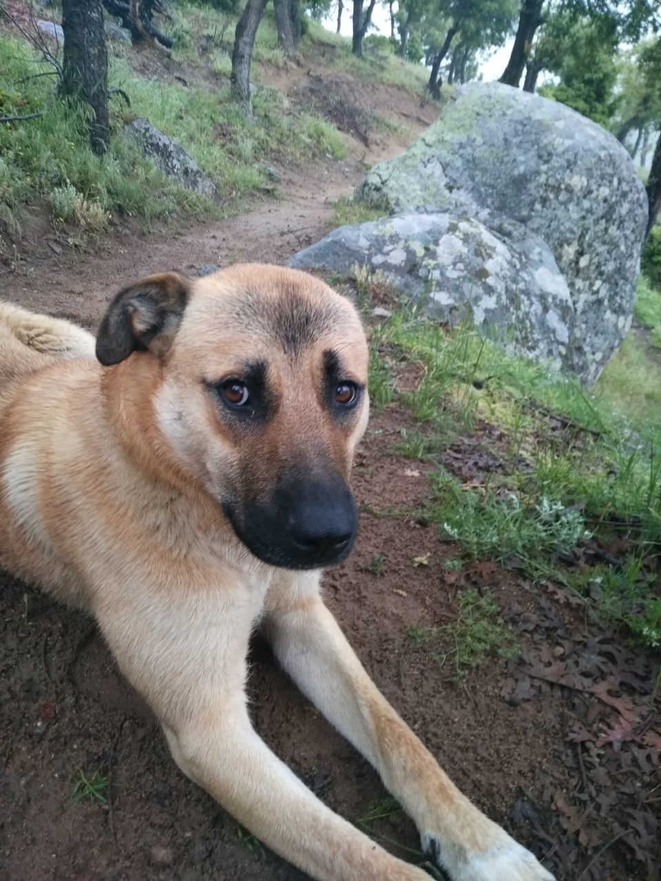 CLOSE-UP PORTRAIT OF DOG ON DIRT ROAD