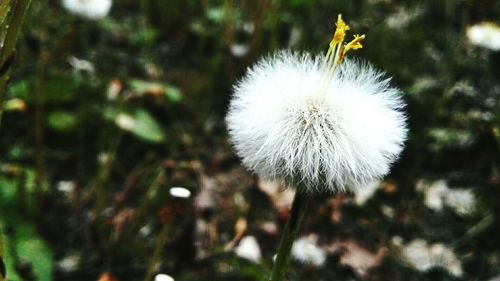 Close-up of white dandelion flower