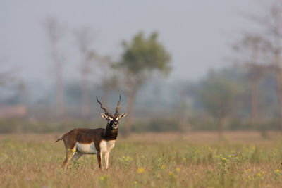 Deer in a field