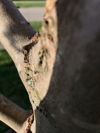 Close-up of tree trunk