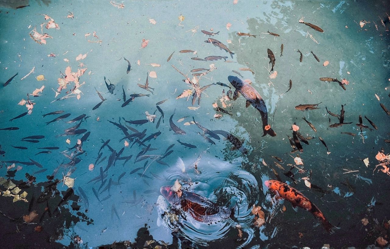large group of animals, animal, water, animal themes, group of animals, animal wildlife, animals in the wild, swimming, vertebrate, fish, underwater, sea, high angle view, school of fish, nature, sea life, marine, day, no people, outdoors, undersea, flock of birds