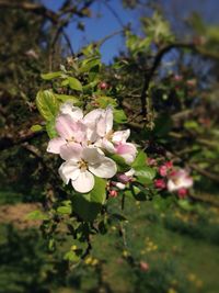 Close-up of white flowers blooming on tree