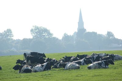 View of sheep on field against sky