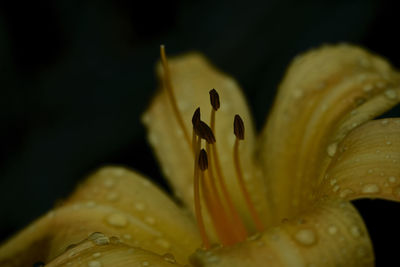 Close-up of yellow lily on black background