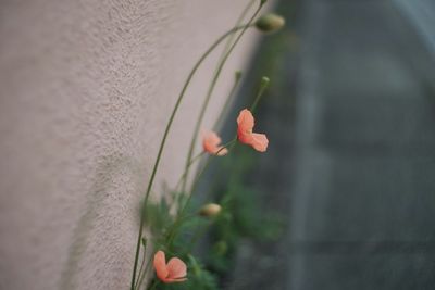 Close-up of pink flowers