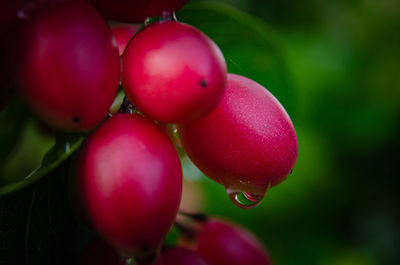 Water drop on carissa carandas fruits after rain in garden, close up