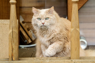 Portrait of a cat