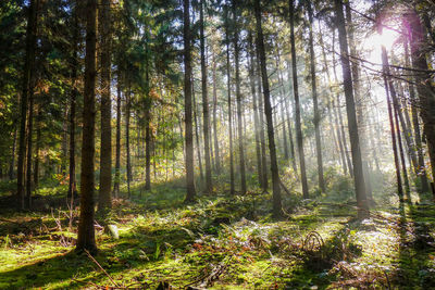 Trees in forest