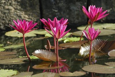 Close-up of lotus water lily in lake