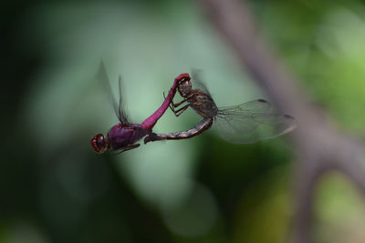 Close-up of insect on plant