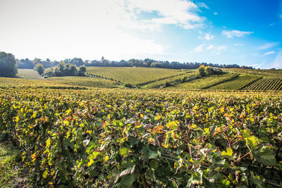 Scenic view of field against sky