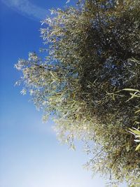 Low angle view of flowering tree against blue sky