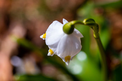 Close-up of white flowering plant