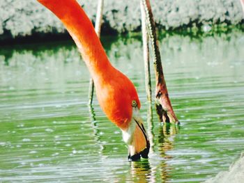 Close up of bird in water