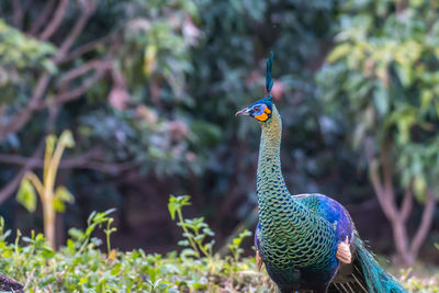 Close-up of a bird perching on a land