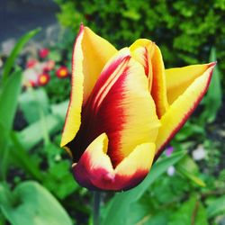 Close-up of flower blooming outdoors