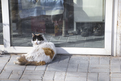 Cat sitting on window