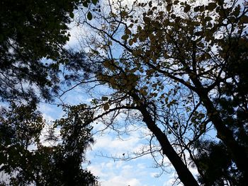 Low angle view of trees against sky