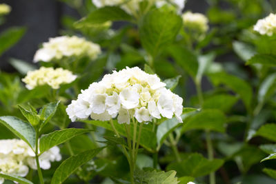 Close-up of white flowering plant