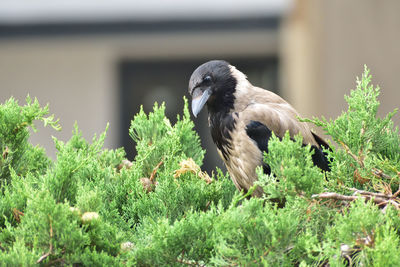 Close-up of bird perching on field