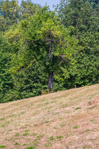 View of a forest