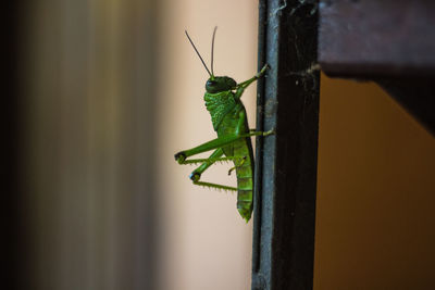 Close-up of grasshopper on pole at night