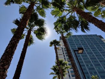 Low angle view of palm tree and building against sky