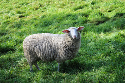 Portrait of sheep on field